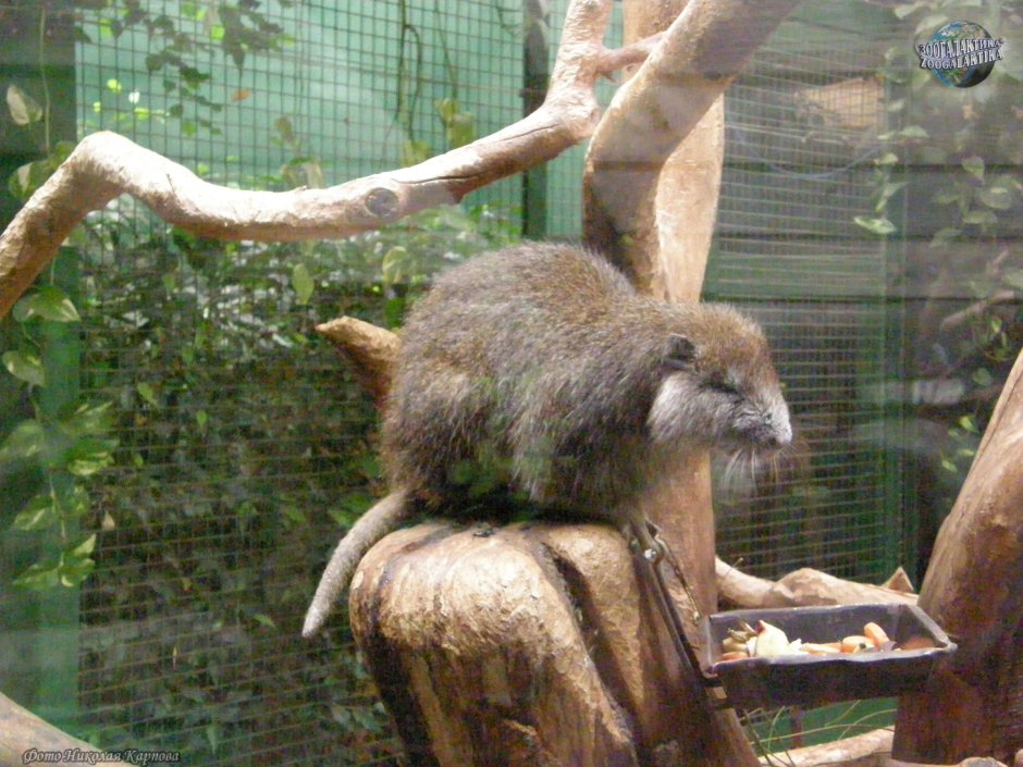 Capromys melanurus