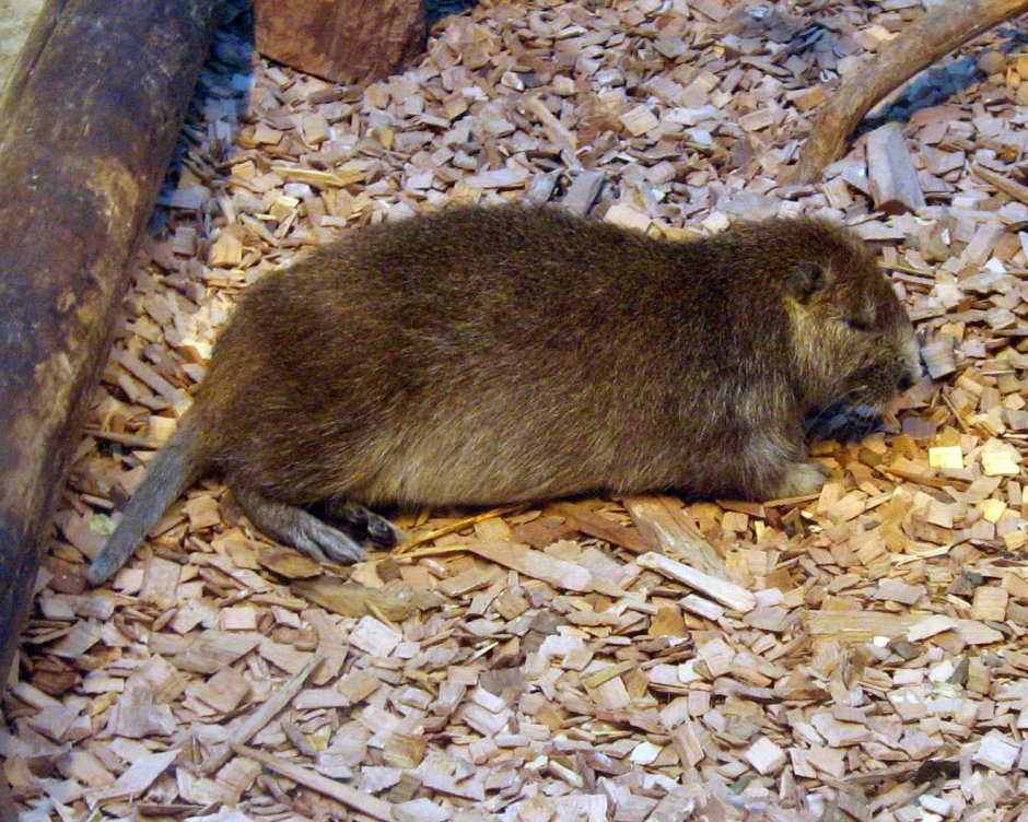 Capromys pilorides
