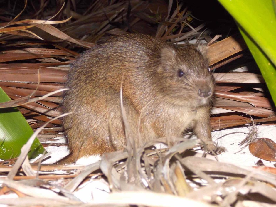 Plagiodontia ipnaeum