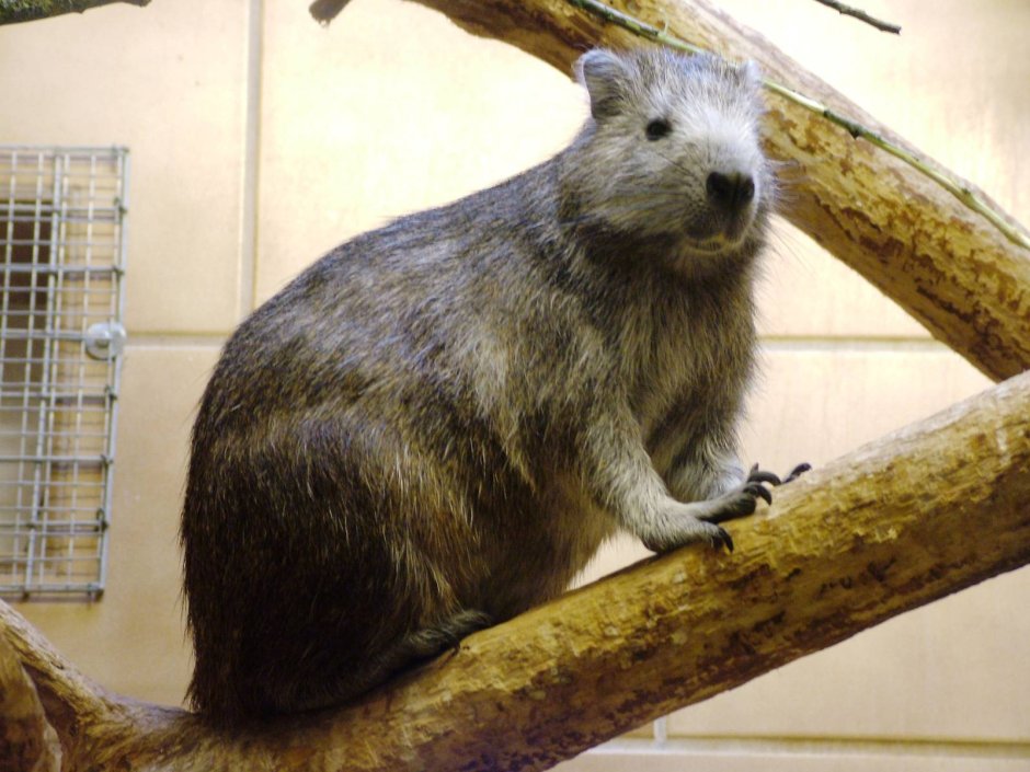 Capromys pilorides