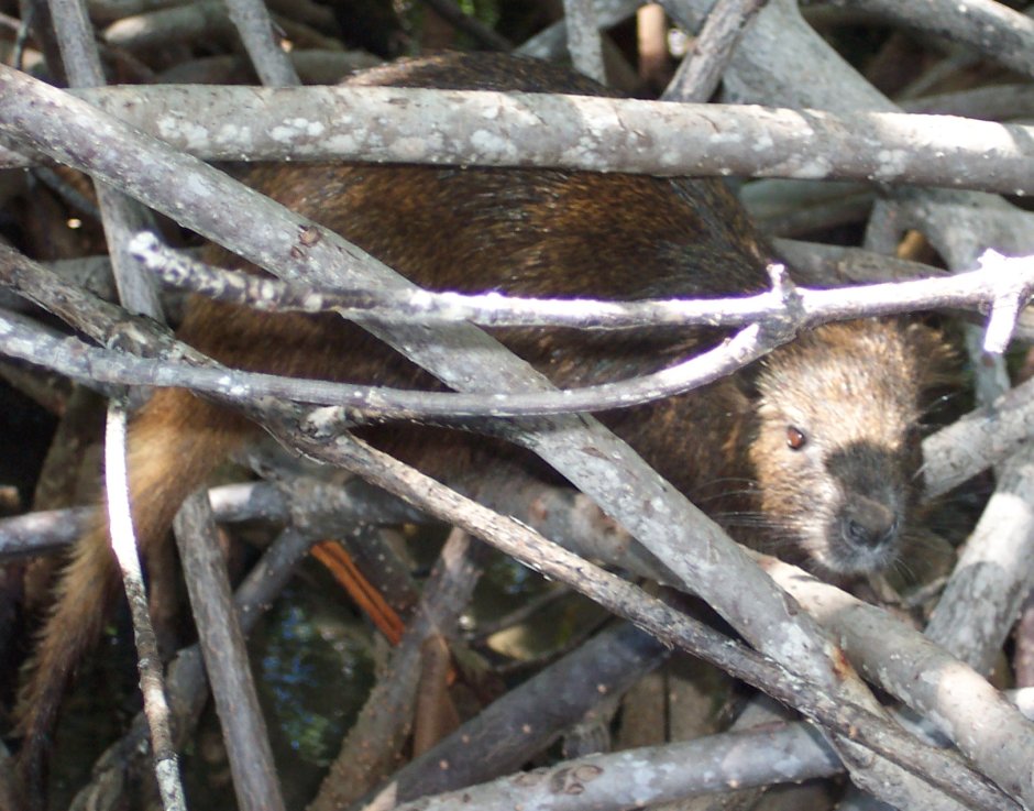 Capromys pilorides