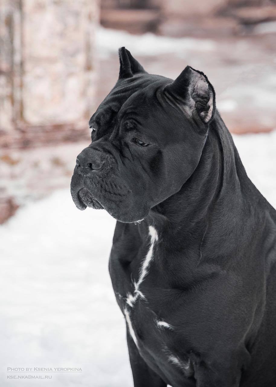 Имена для собак мальчиков Кане Корс