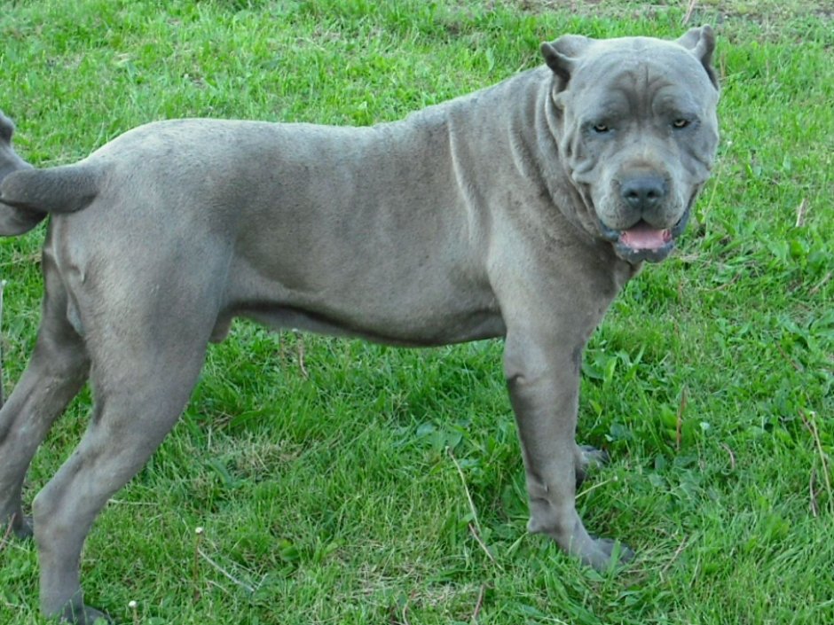 Кане Корсо голубого окраса