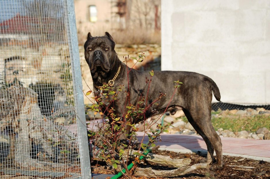 Кане Корсо неаполитано