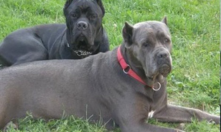 Кане Корсо голубой