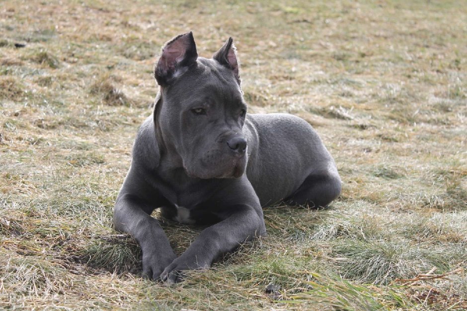 Итальянская собака Кане Корсо