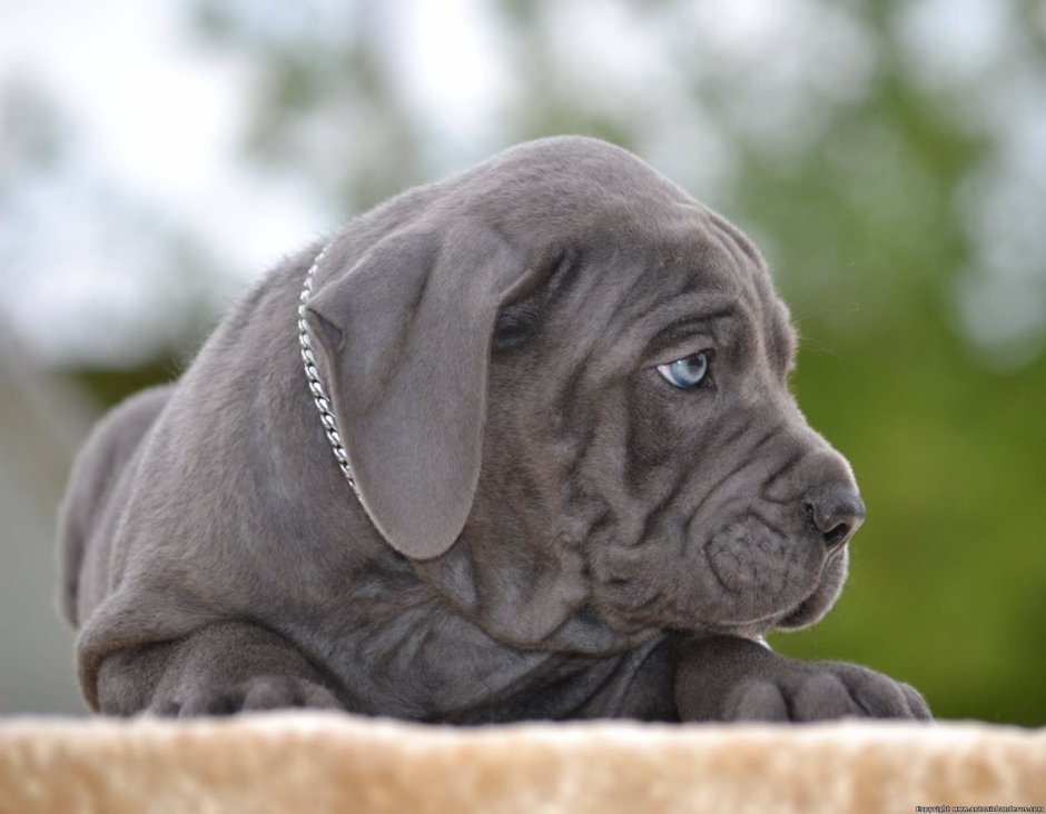 Кане Корсо серый