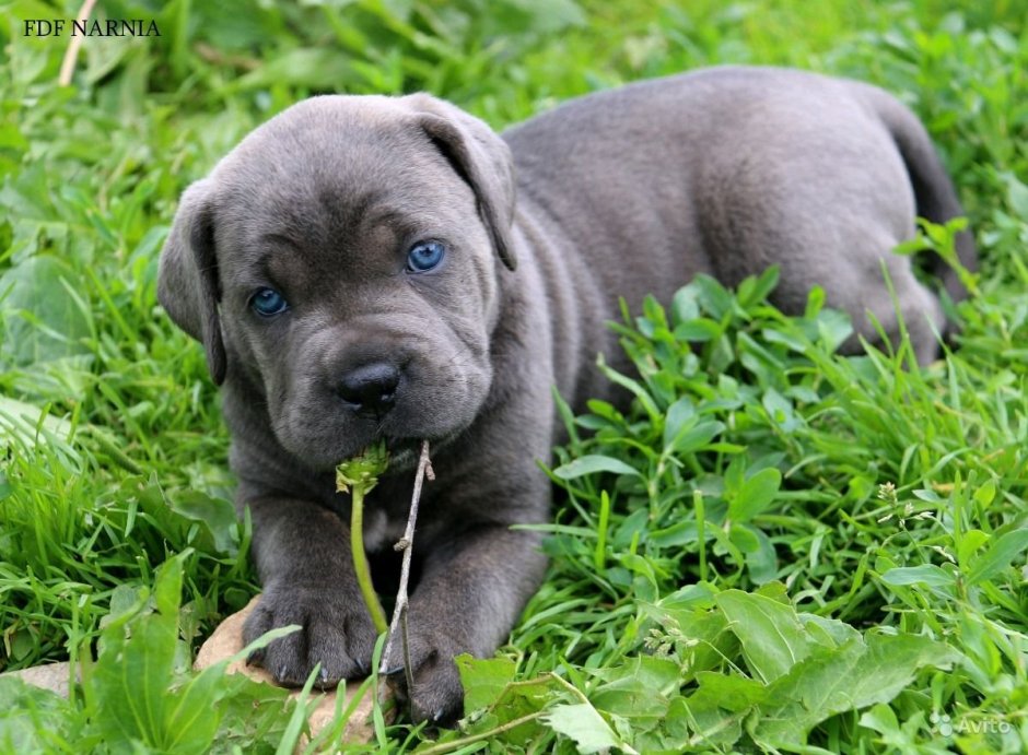 Кане Корсо кобель серый