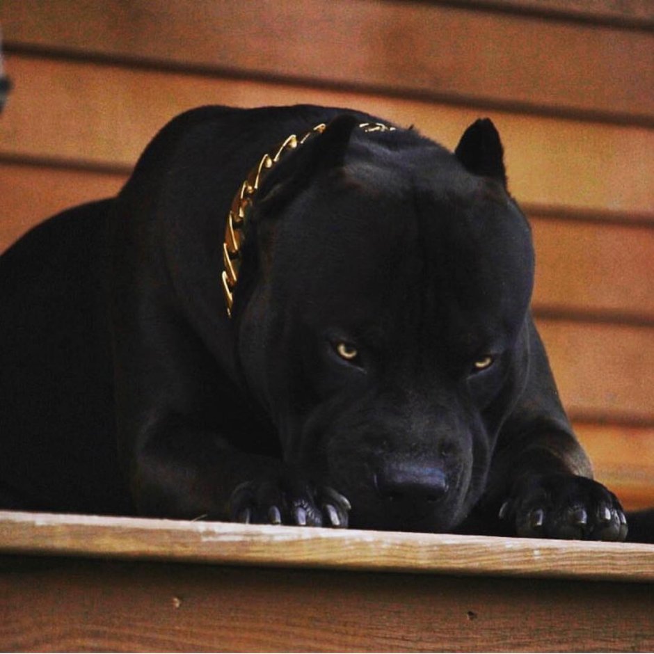 Американский питбультерьер ч