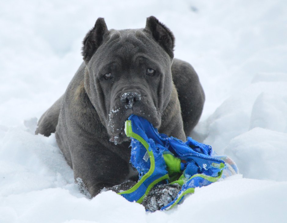 Кане Корсо лапы