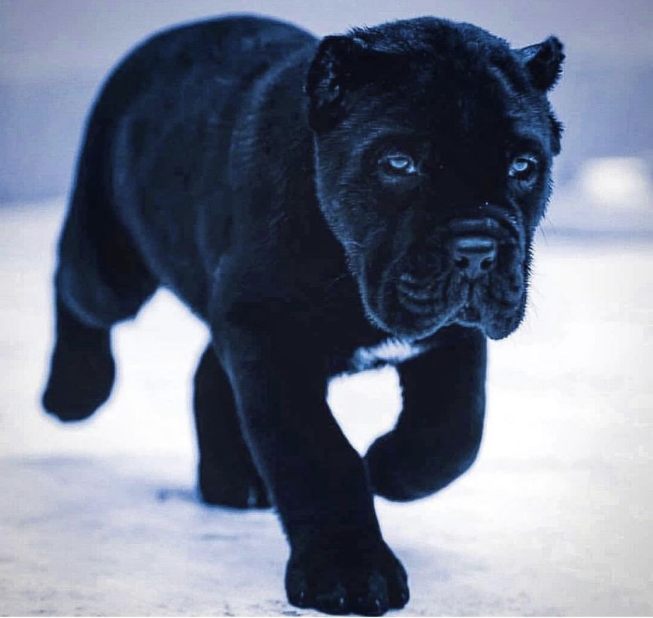 Кане Корсо старотипная