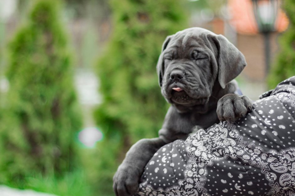 Серый голубой Кане Корсо