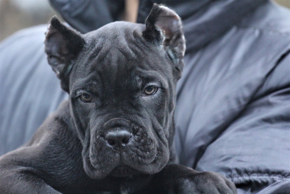 Кане Корсо серый щенок