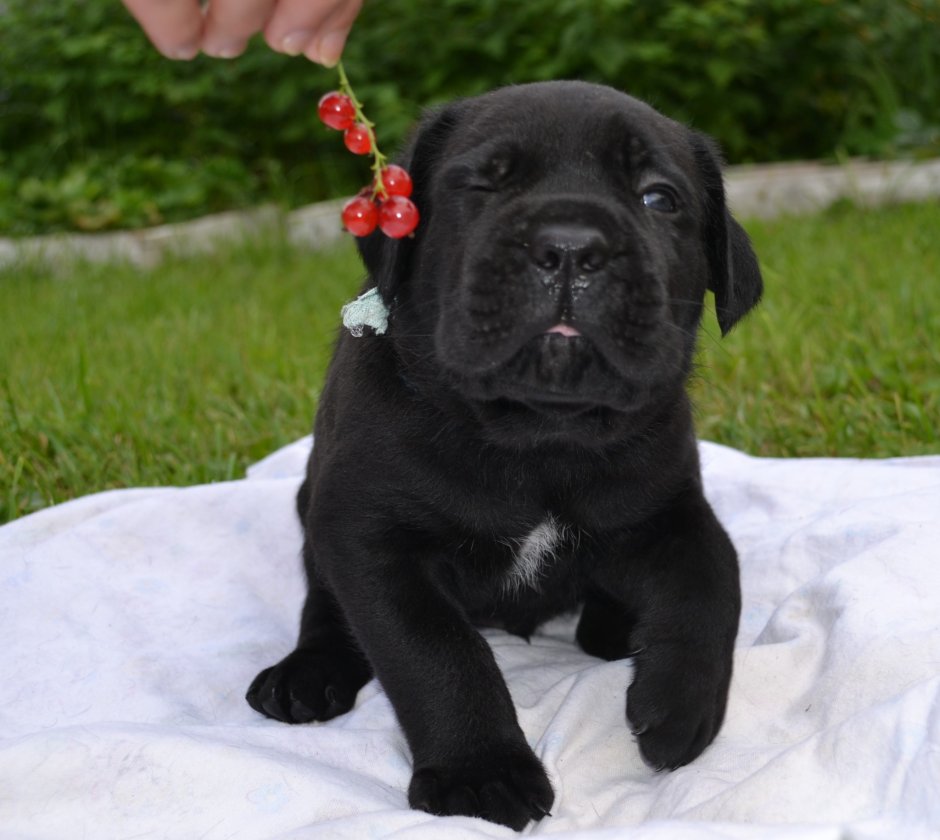 Кане Корсо собака