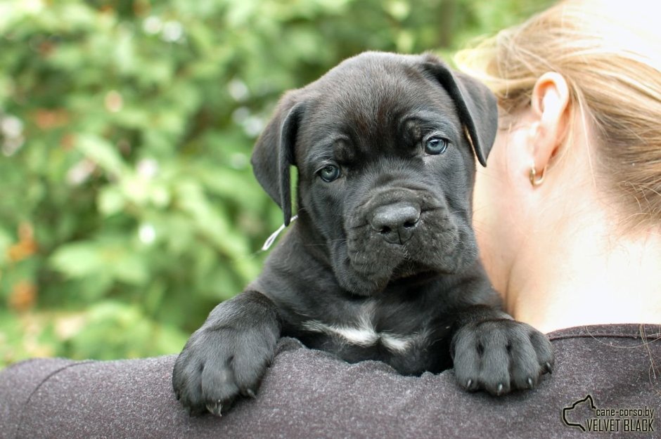 Американский стаффордширский терьер голубой