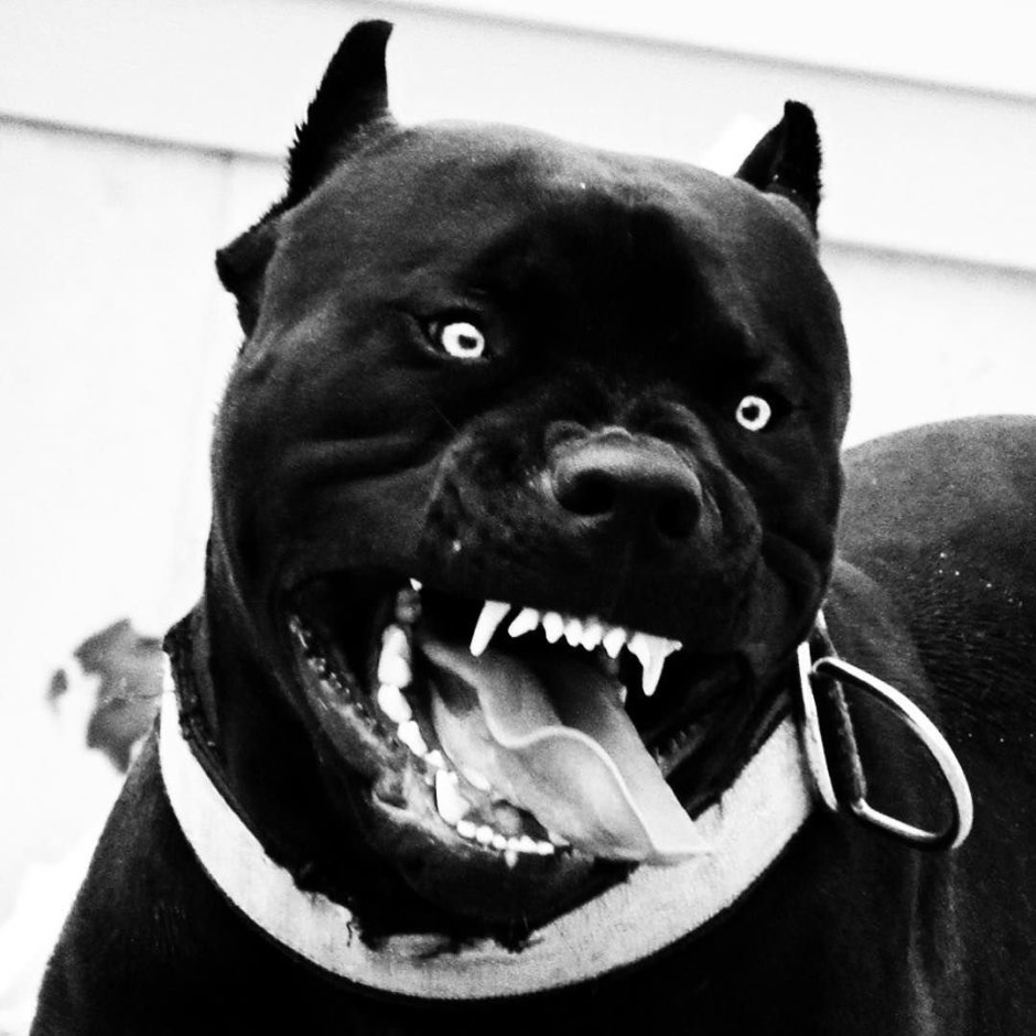 Кане Корсо собака