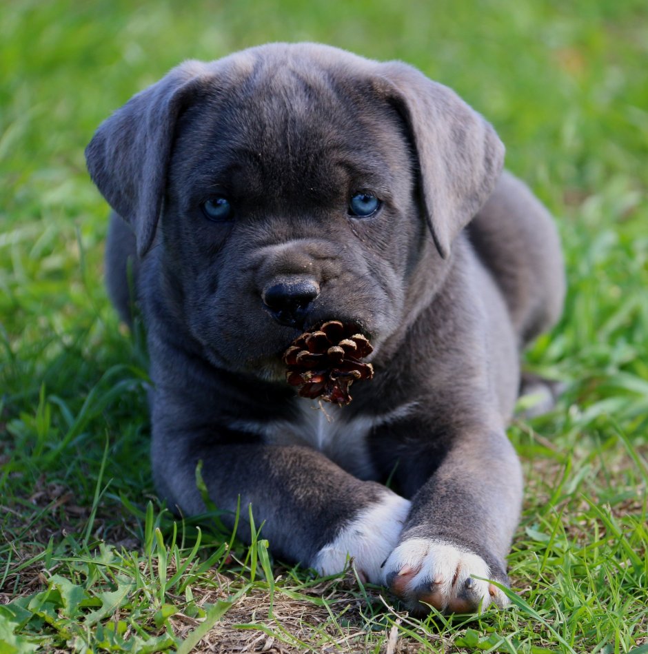 Собаки римских легионеров Кане Корсо