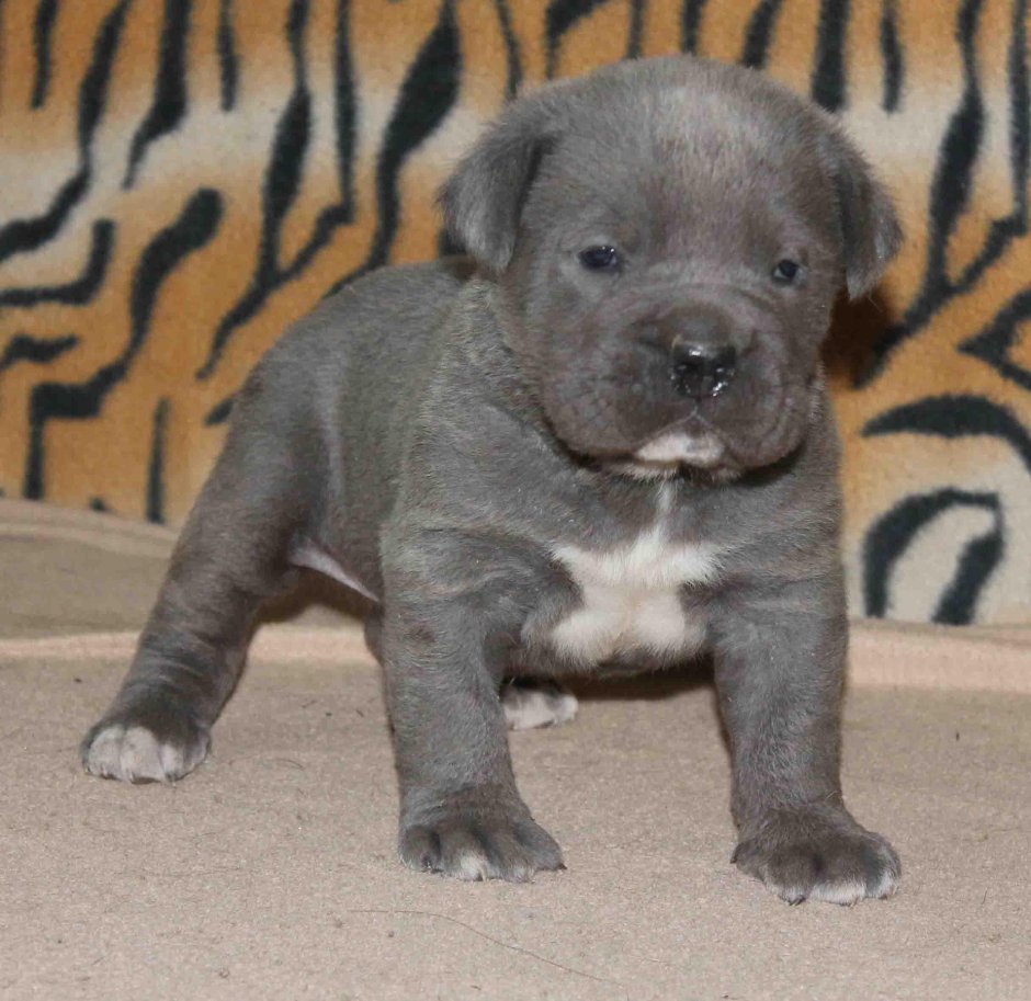 Итальянский мастиф Кане-Корсо