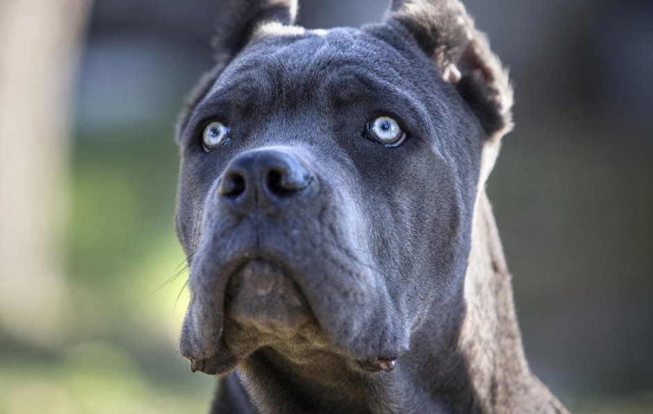 Кане Корсо серый щенок