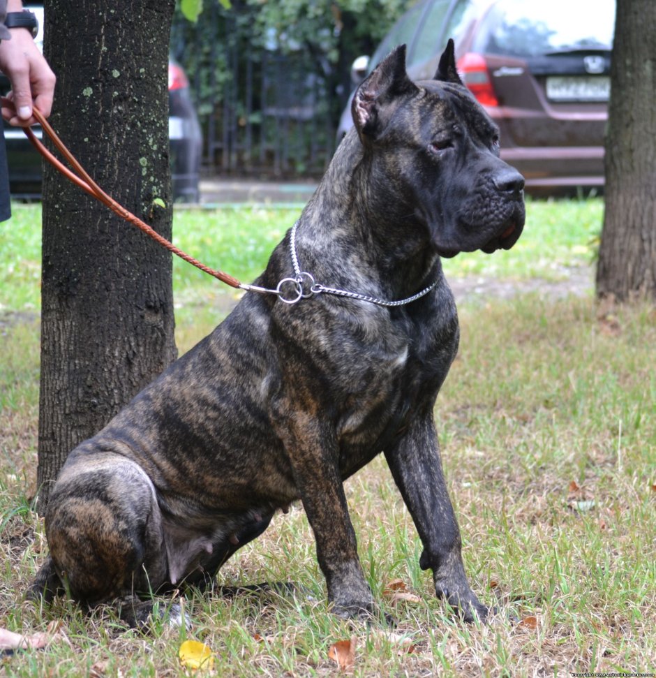 Кане Корсо и питбуль