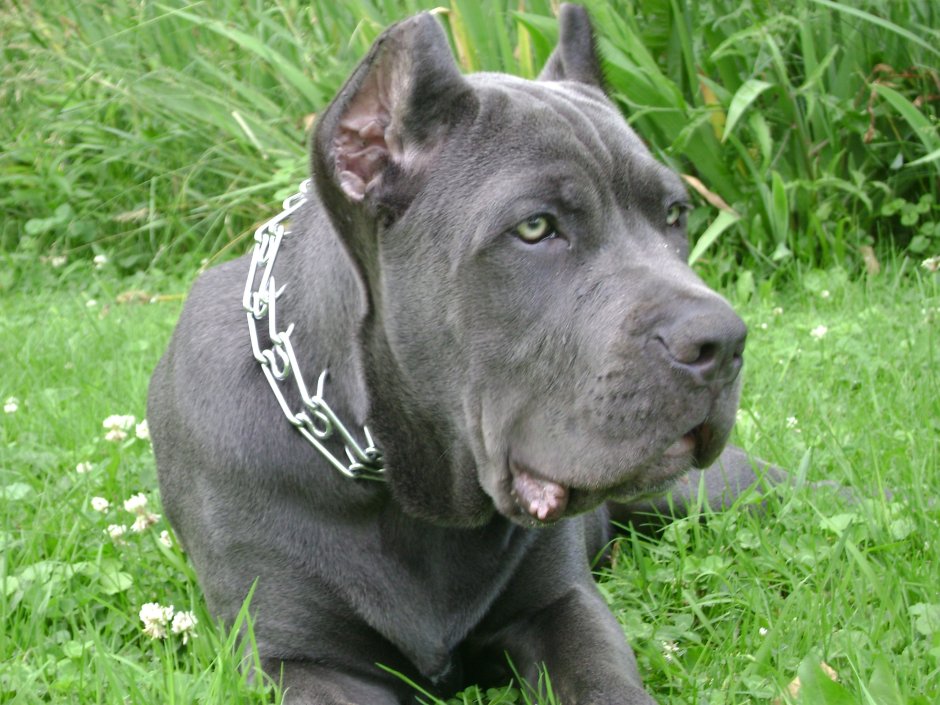 Кане Корсо тигровый окрас