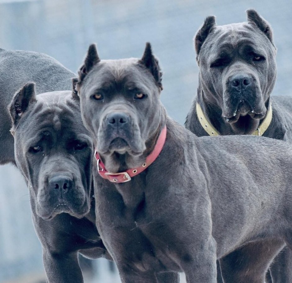 Итальянский мастиф Кане-Корсо