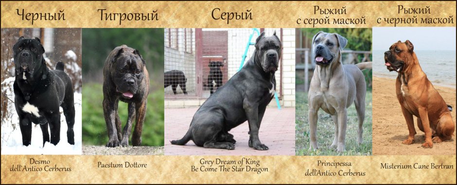 Кане Корсо щенок