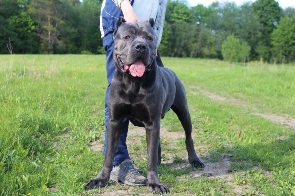 Кане Корсо щенки голубые