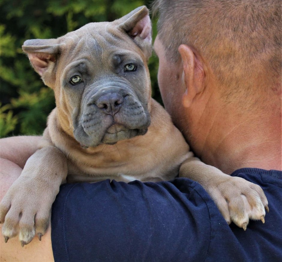 Кане Корсо зима