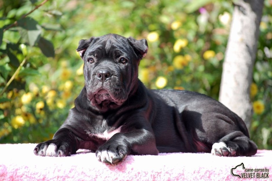 Кане Корсо голубой