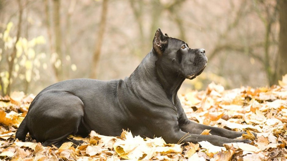 Картина по номерам кангекорсо