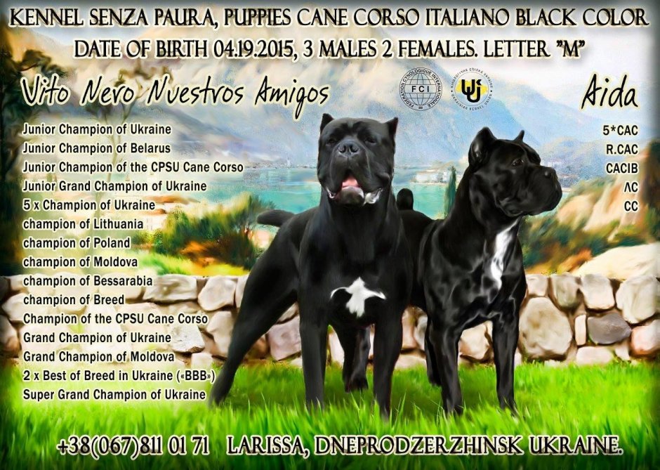 Щенки Кане Корсо коричневые
