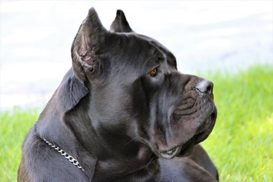 Итальянская порода собак Кане Корсо