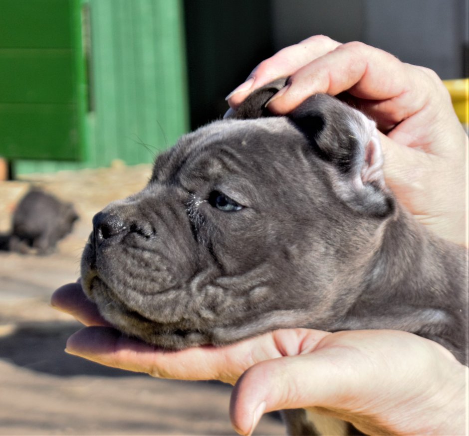 Кане Корсо пятнистый