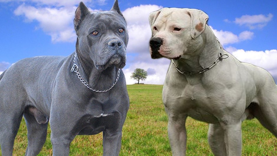 Кане Корсо серый