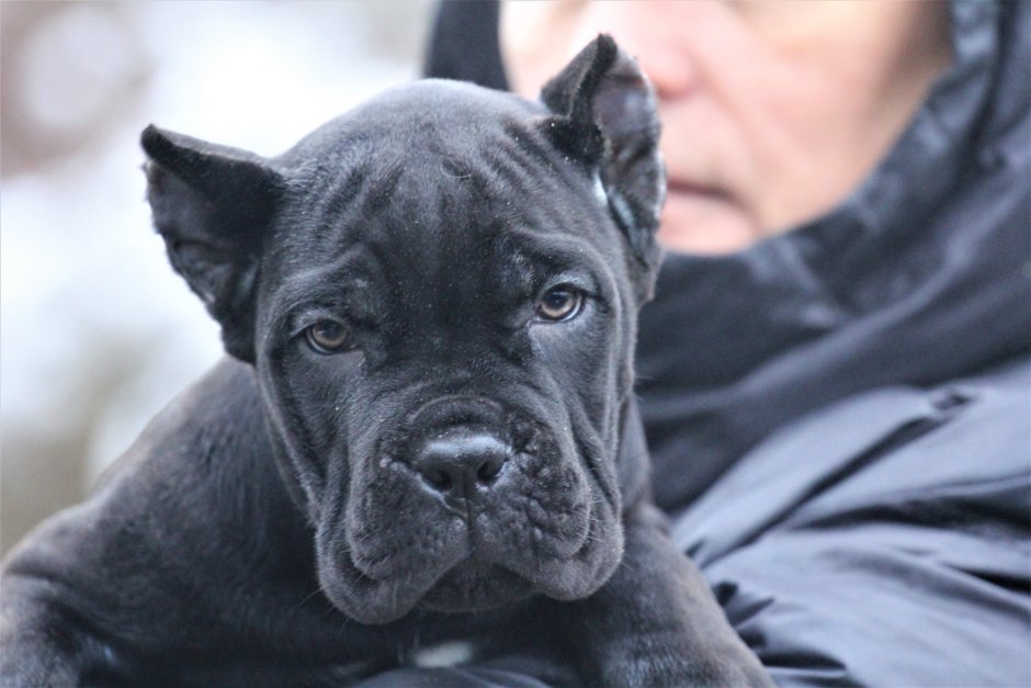 Клички собак кобелей Кане Корсо