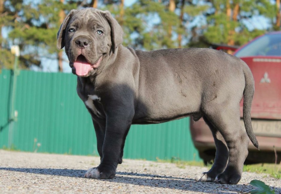 Кане Корсо собака тигровый