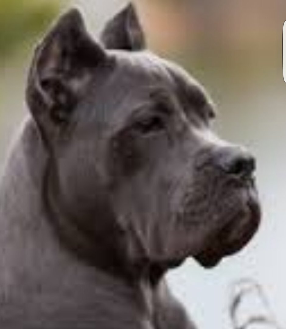 2 Кане Корсо