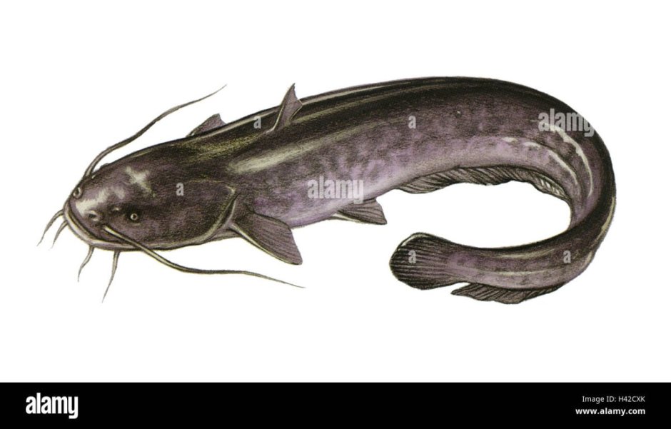 Blue Catfish