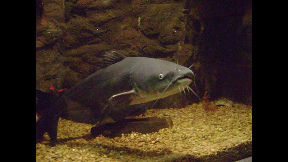 Карпы кои