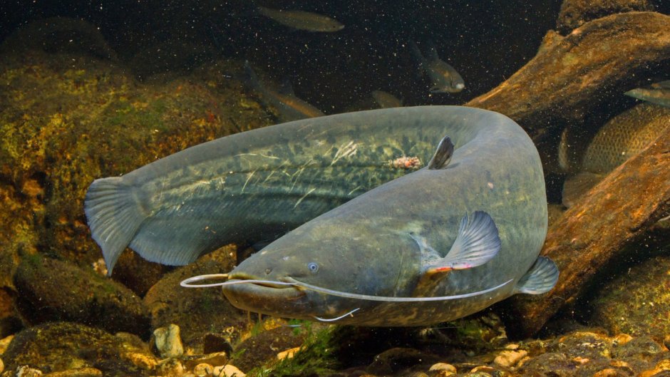 Обыкновенный или Европейский сом (Silurus GLANIS)Linnaeus