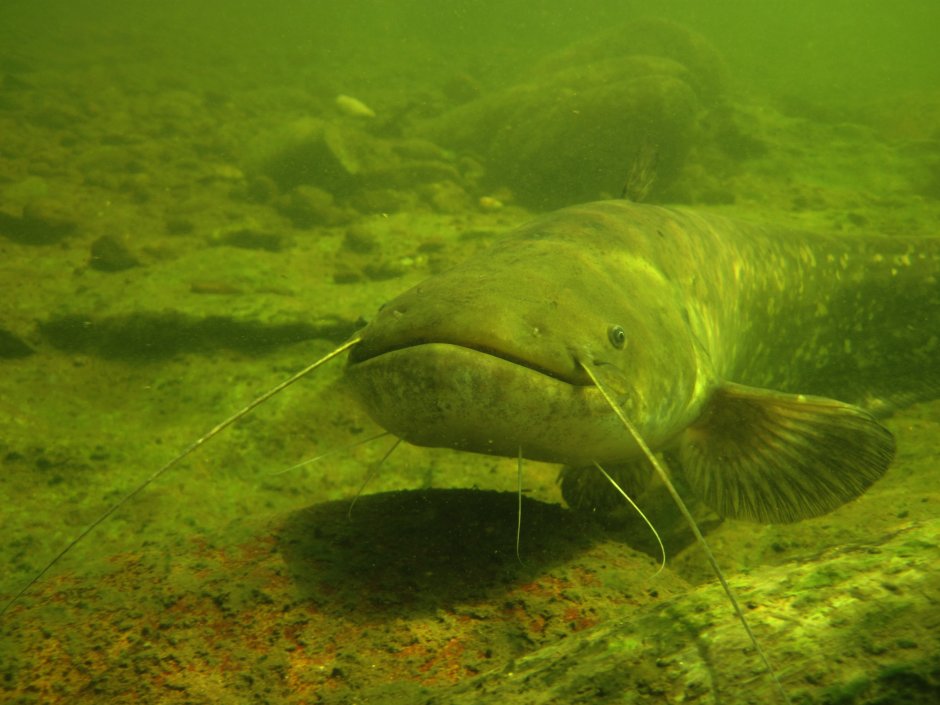 Bullhead Catfish