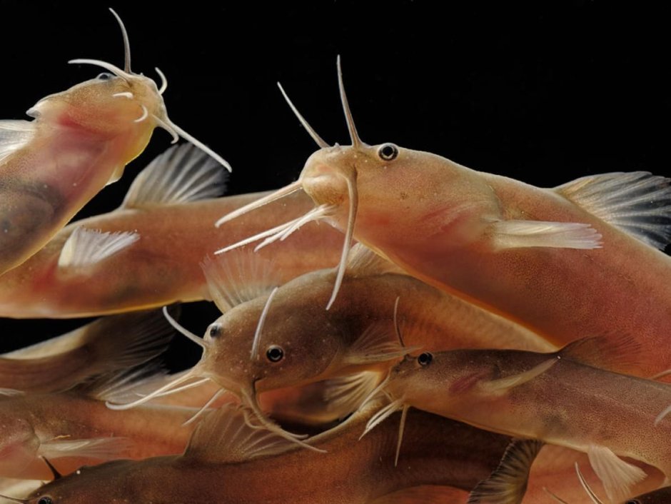 Фрактоцефалус (Phractocephalus hemioliopterus)