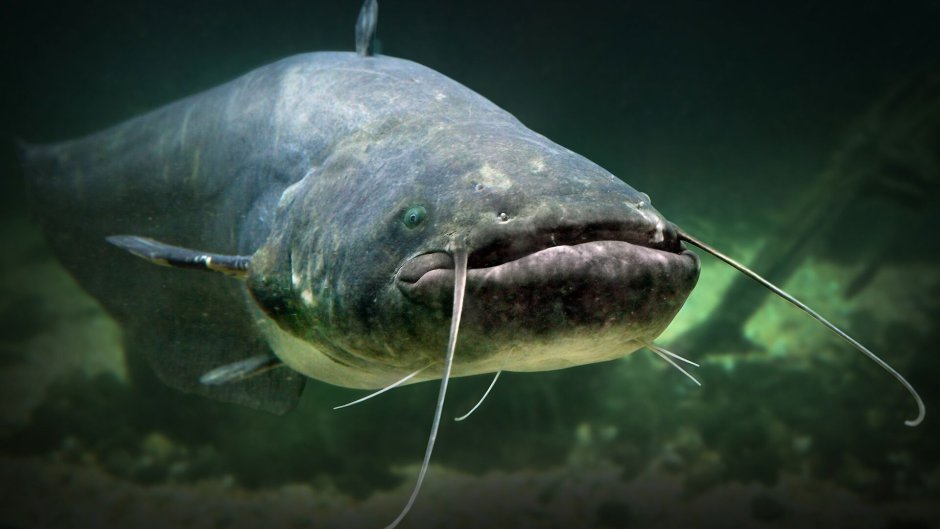 Silurus GLANIS рыба