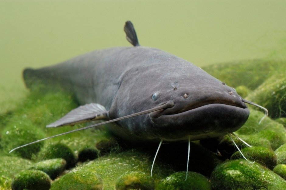 Сом обыкновенный Silurus GLANIS