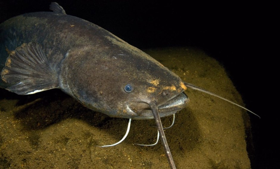 Европейский сом Silurus GLANIS