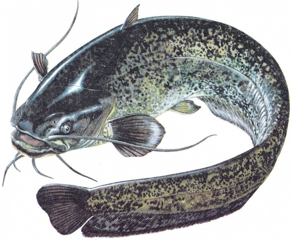 Рыба щука Esox Lucius