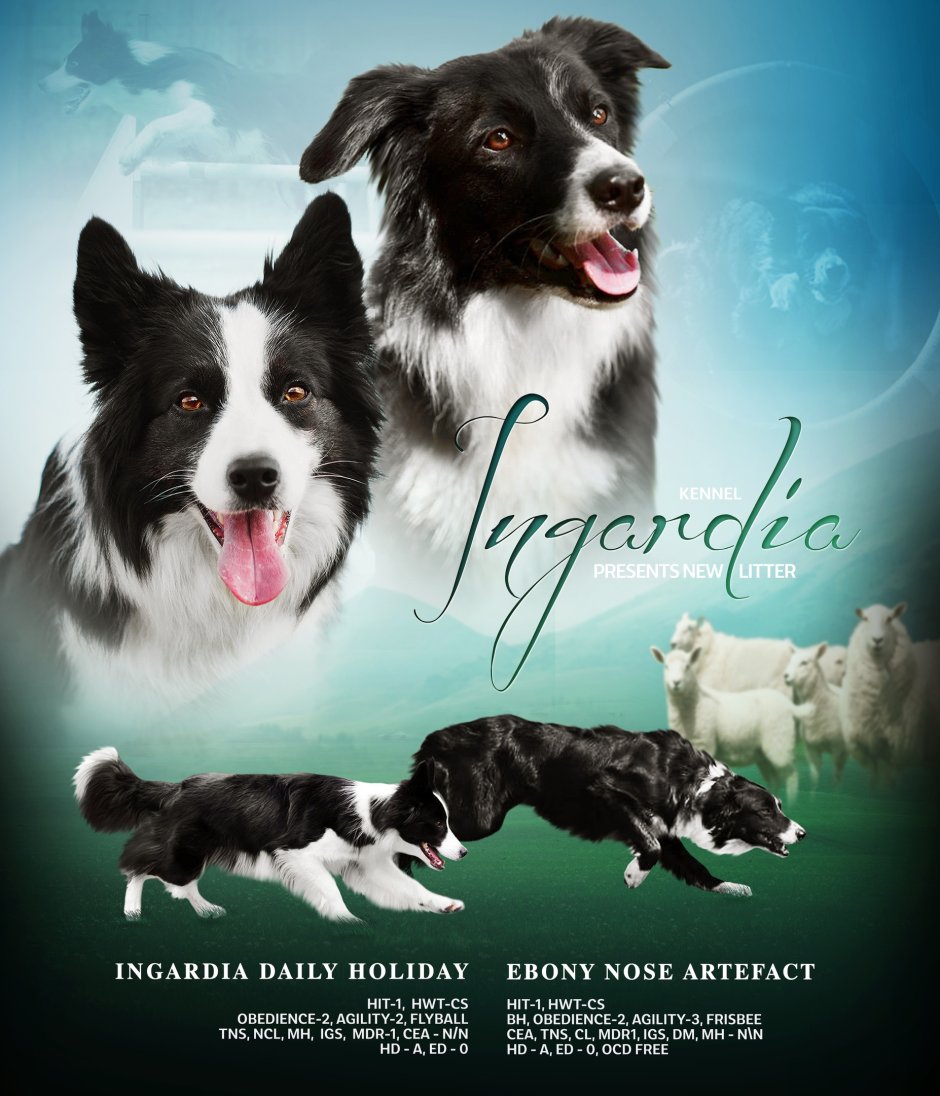 Питомник Ingardia бордер колли