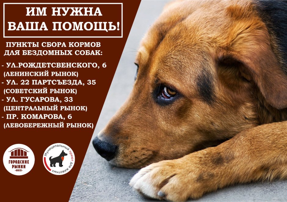 Фотовыставки животных из городских приютов