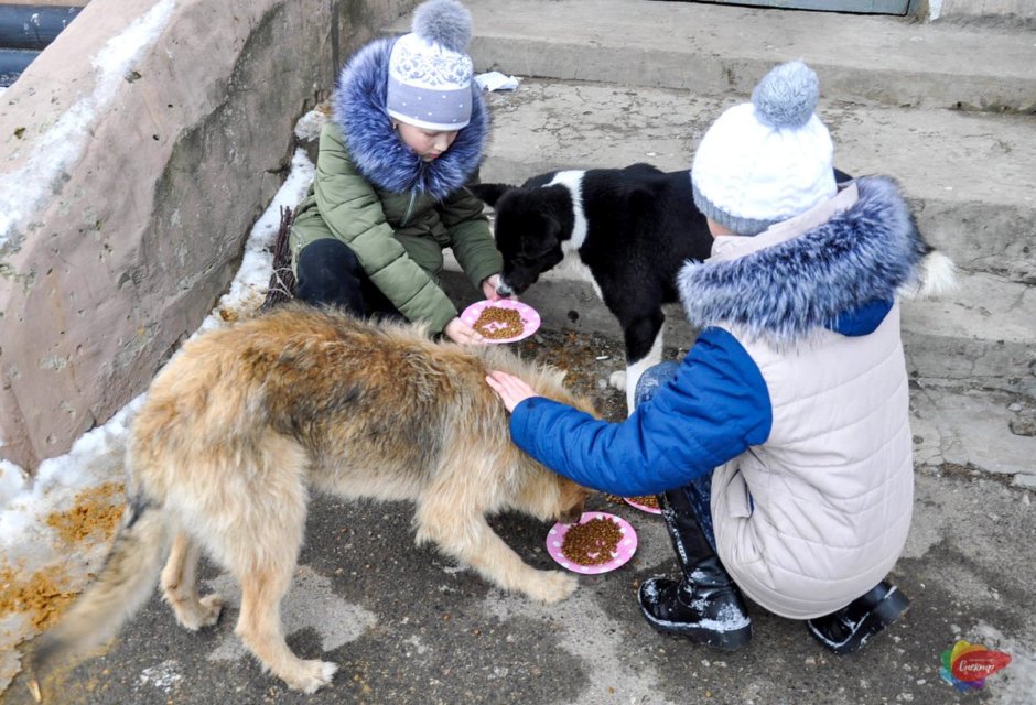 Бездомные животные и человек
